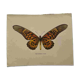 Gravure ancienne papillon 1900 planche botanique naturaliste