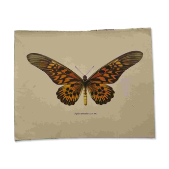 Gravure ancienne papillon 1900 planche botanique naturaliste