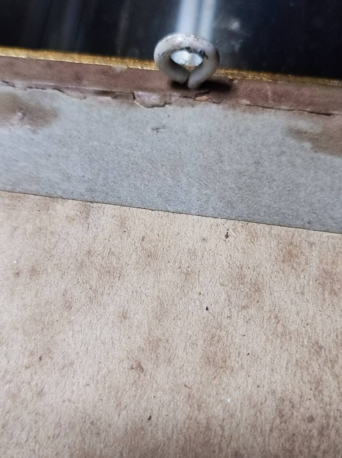 Colorized engraving, Loriot Jonquille, 19th century