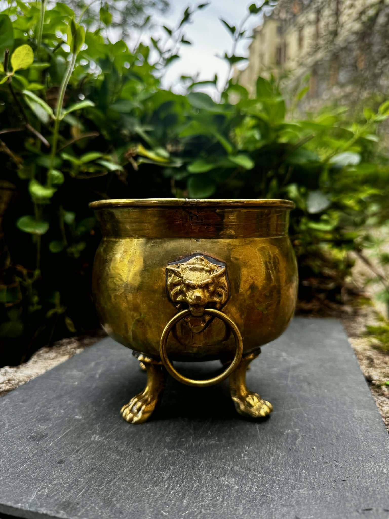 Baroque lion brass jardinière