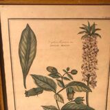 Former botanical plank vegan tampon relief with wood frame