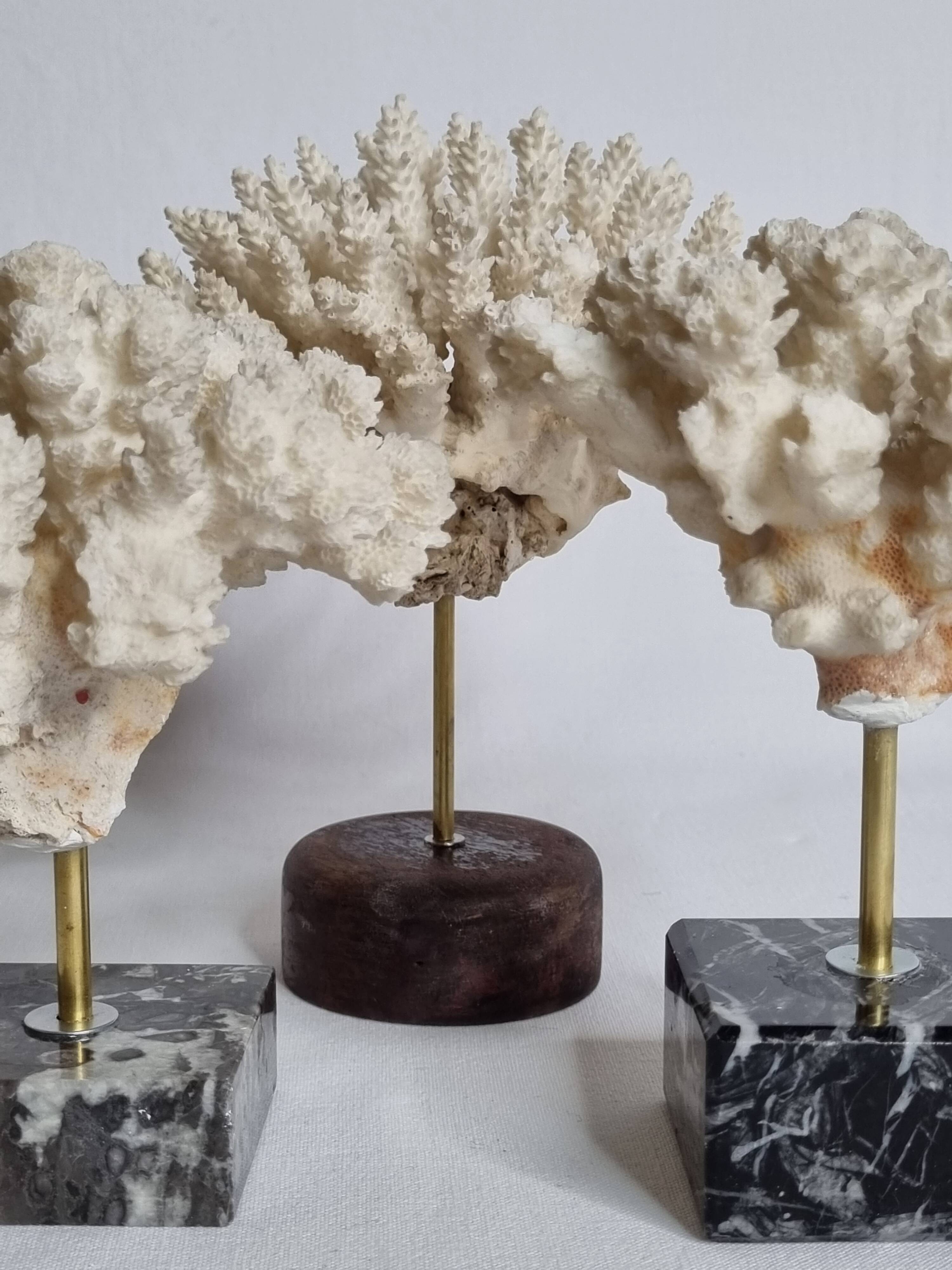 Set of three old white corals on base, 16 cm