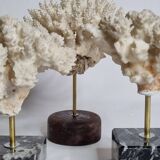 Set of three old white corals on base, 16 cm