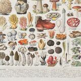 Old illustration Millot "Mushrooms"
