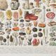 Illustration ancienne Millot "Champignons"