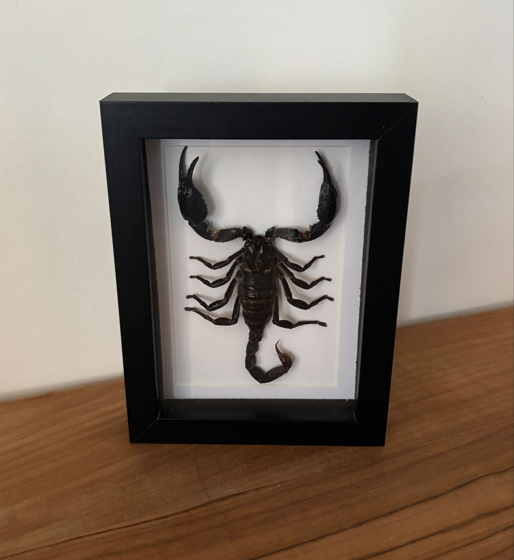 Taxidermie d'un scorpion