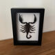Taxidermie d'un scorpion