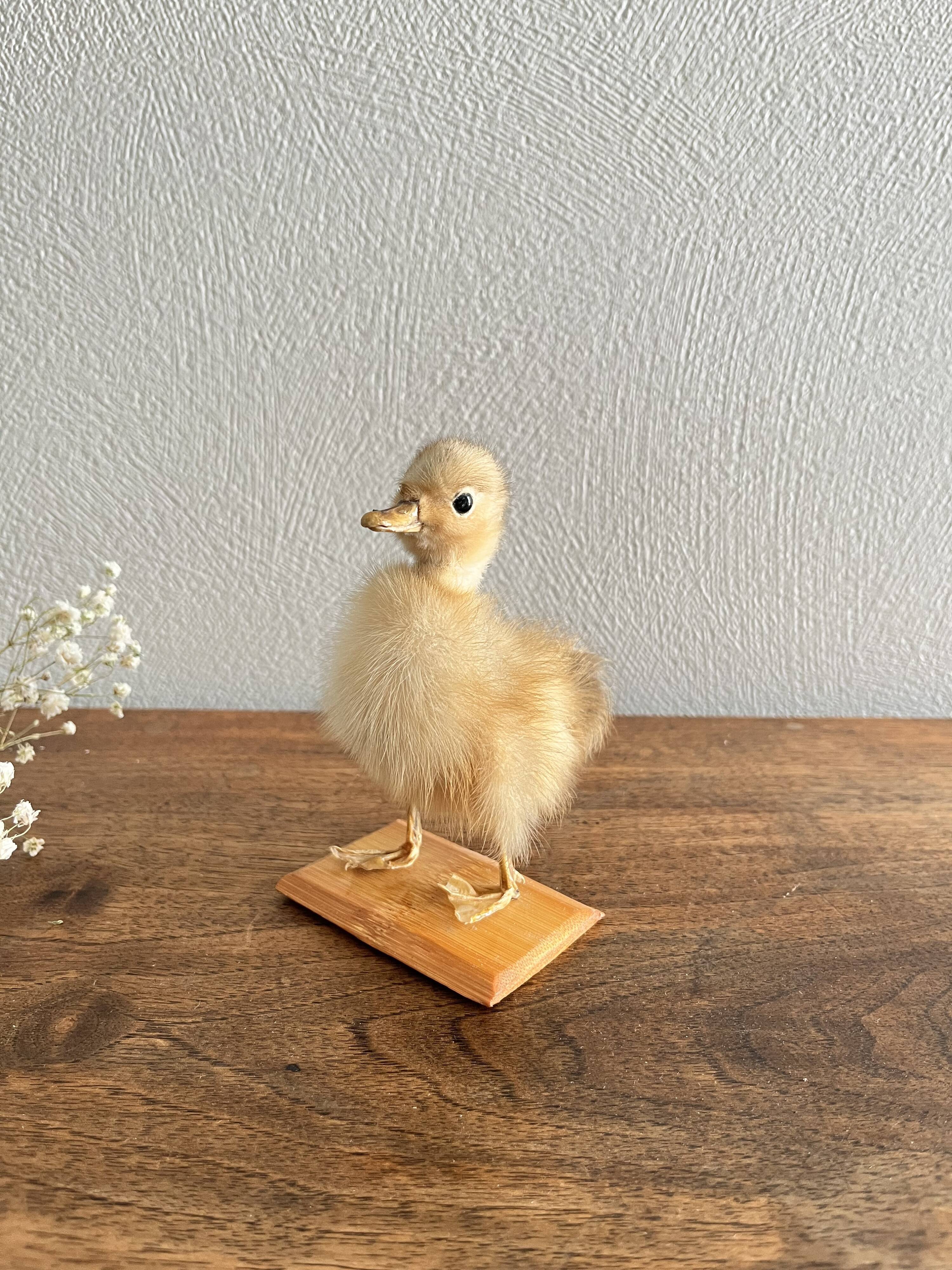 Taxidermy - Stuffed duckling