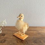 Taxidermy - Stuffed duckling
