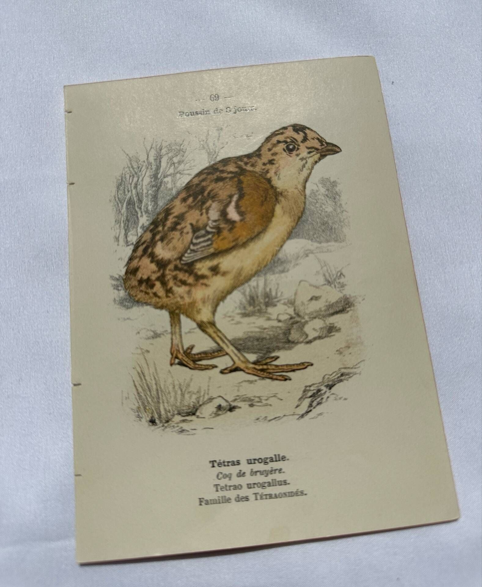 🐦 Botanical Plate Engraving of Birds Naturalist 19th Century Double-sided A