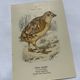 🐦 Botanical Plate Engraving of Birds Naturalist 19th Century Double-sided A