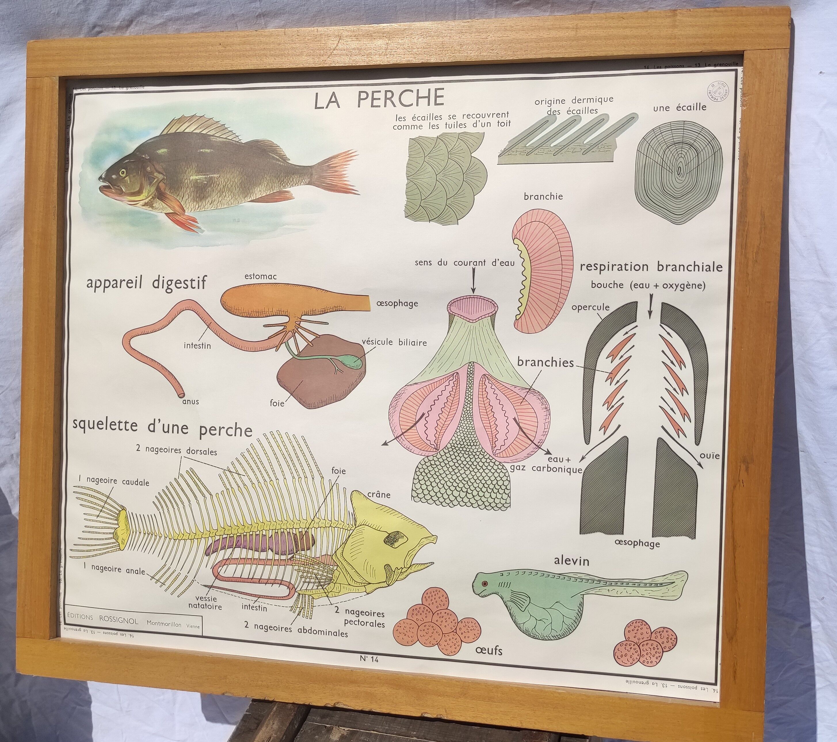 Educational poster of school frog and perch