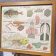 Educational poster of school frog and perch