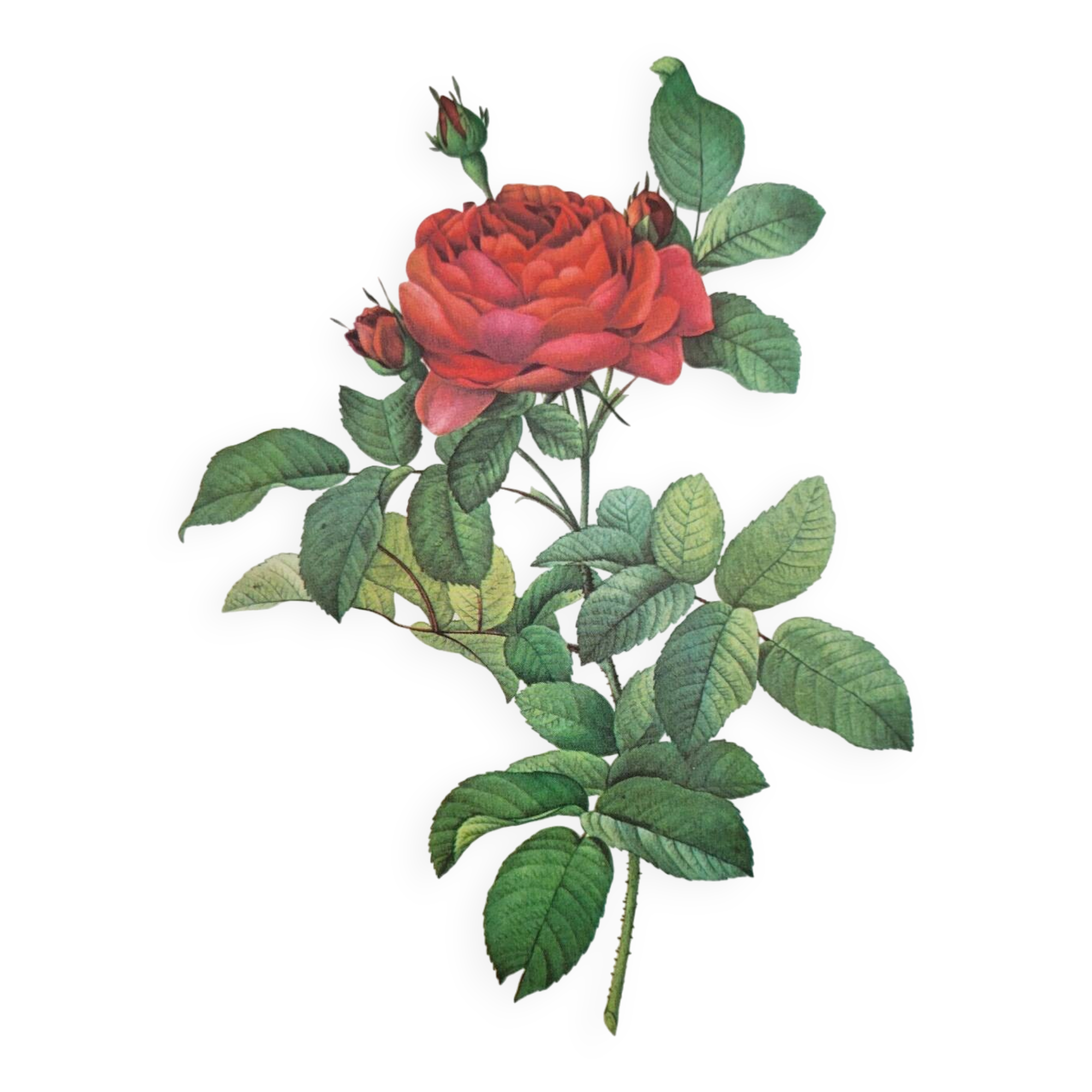 Planche botanique Rosier du Pont , P.J. Redouté 1960