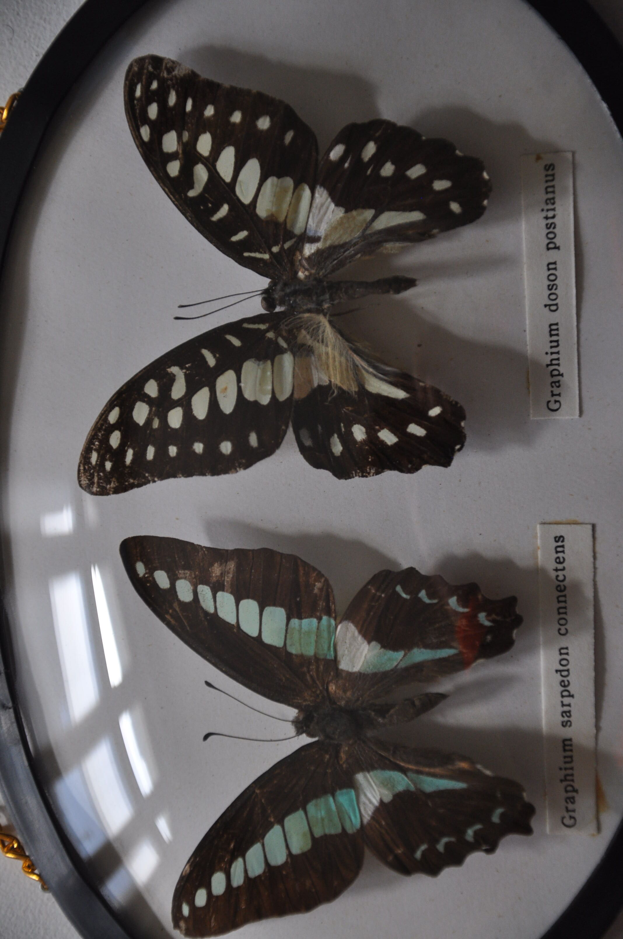 Butterflies in a bulging oval frame in vintage glass