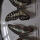 Butterflies in a bulging oval frame in vintage glass