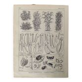 Pea lithograph from 1921