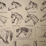 Lithographie sur l'anatomie du cheval (tête, croupe, sabots) - 1920