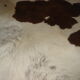Tanned calf skin