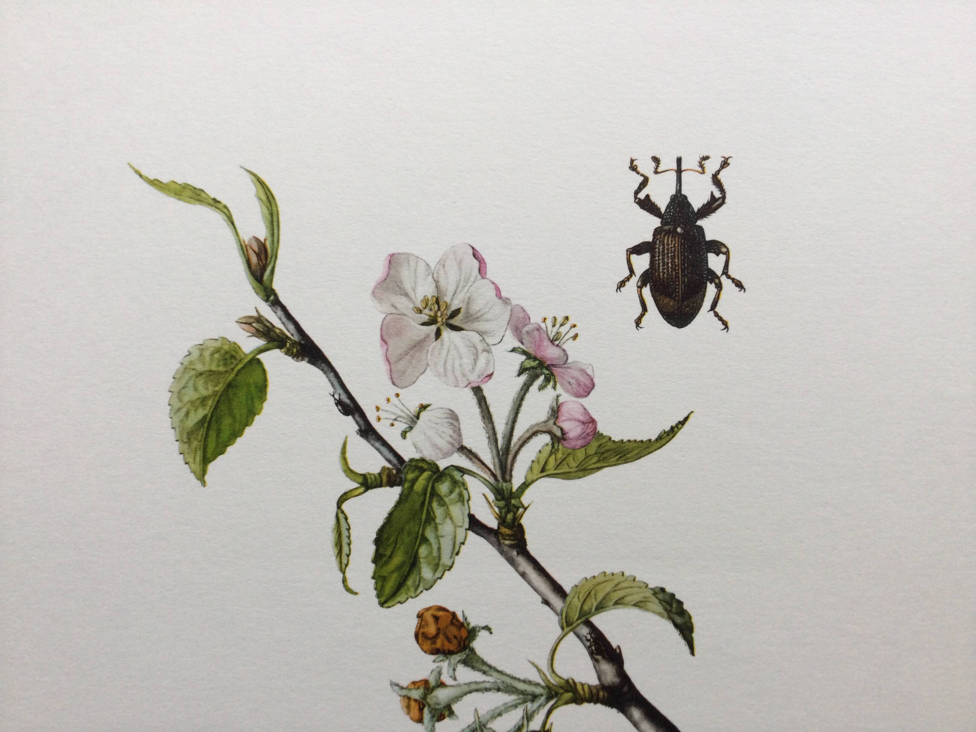 Old illustration "insects", 1960s.