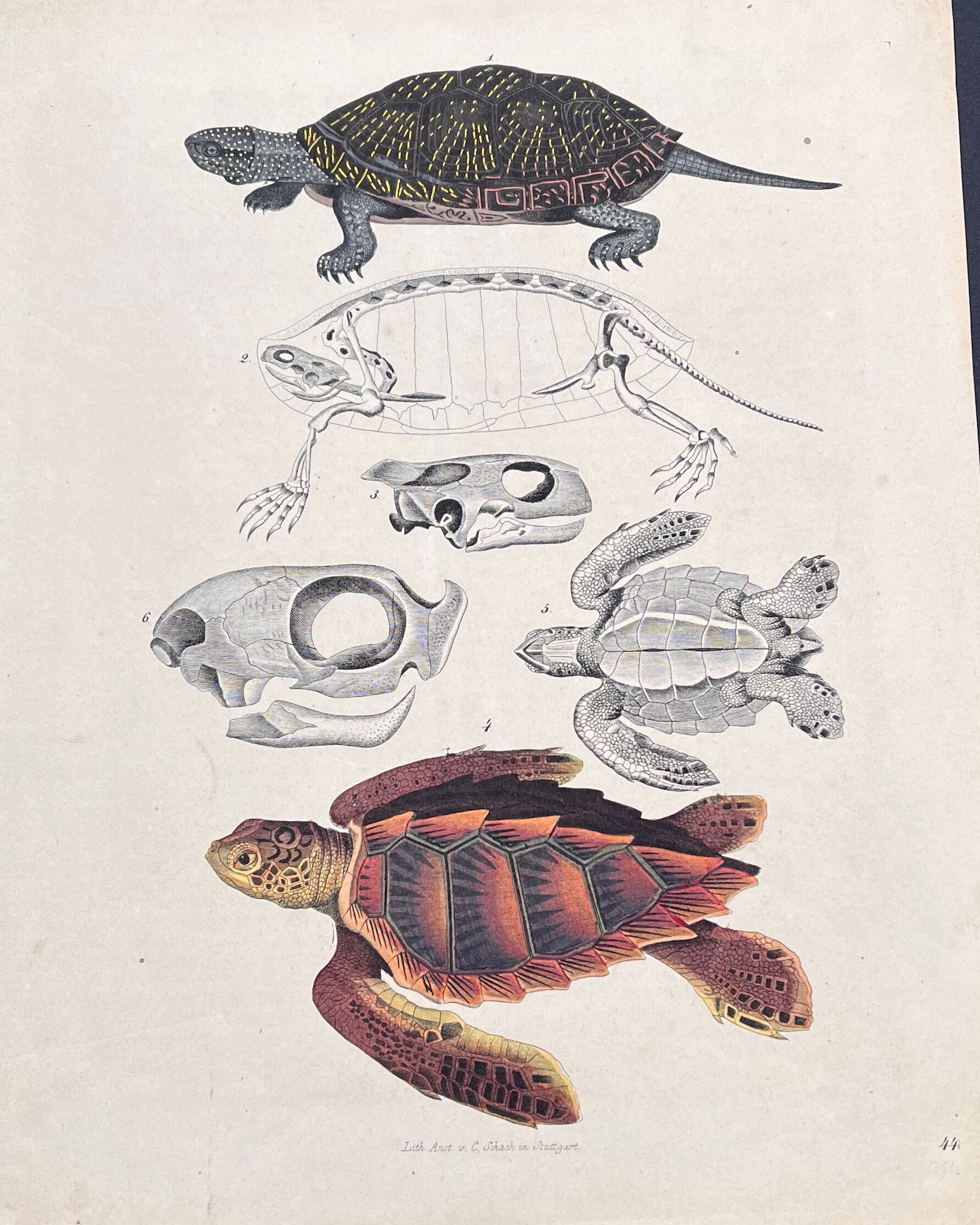 Poster (lithograph) turtles