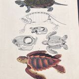 Poster (lithograph) turtles