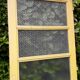 Door vintage translucent glazing