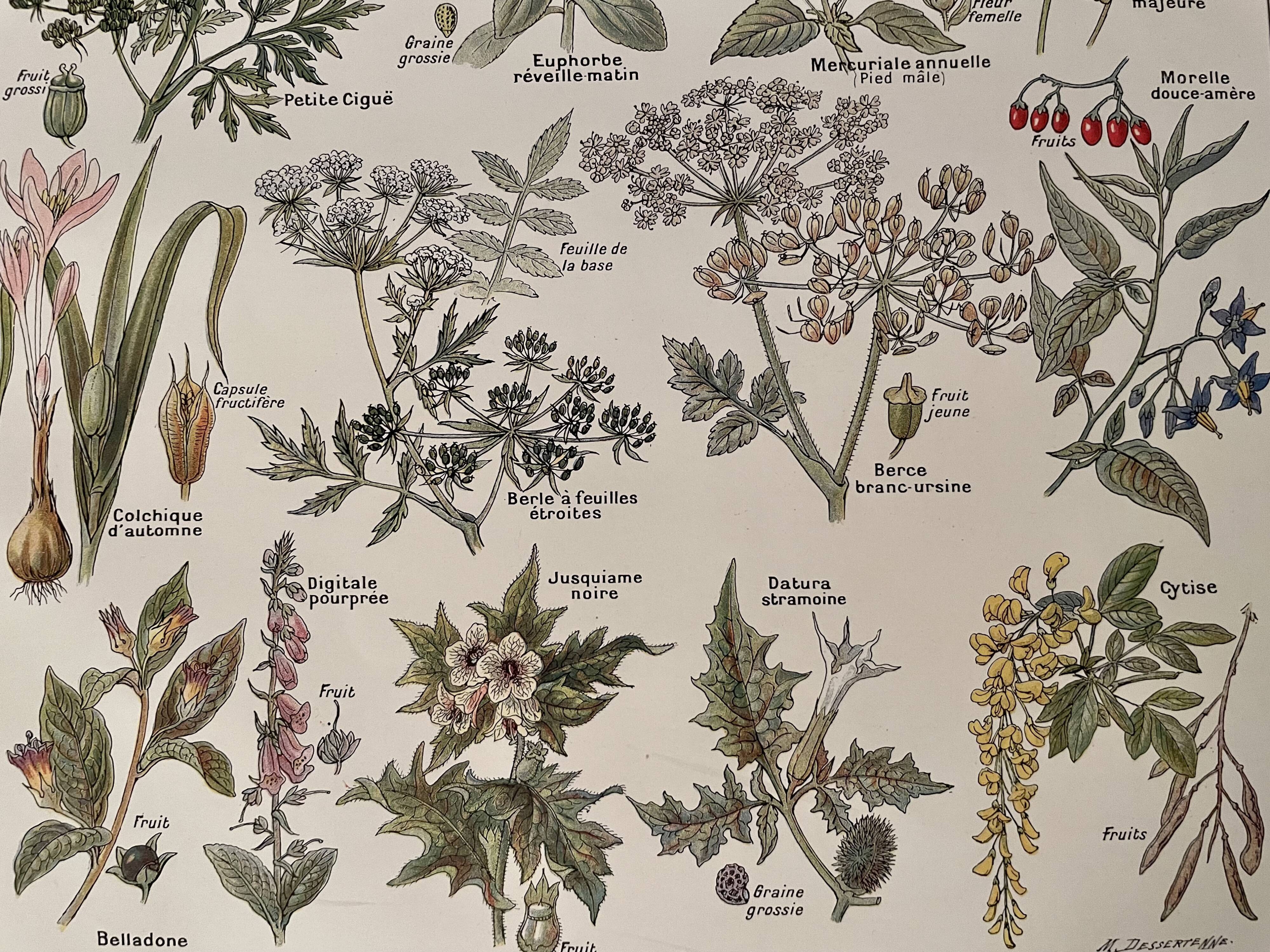 Lithographie sur les plantes vénéneuses - 1920