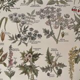 Lithograph on poisonous plants - 1920