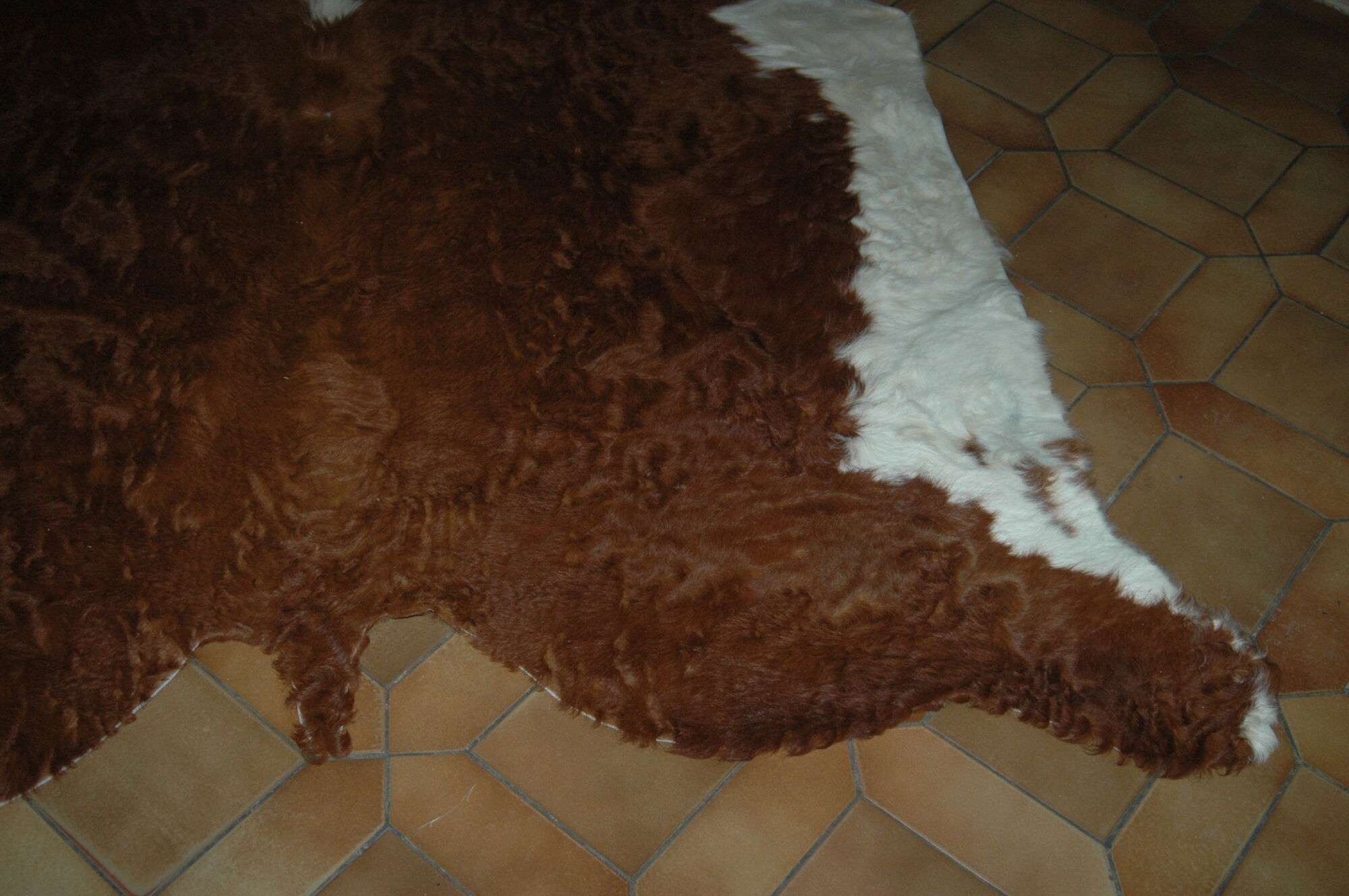 Carpet skin of cow 195x226cm