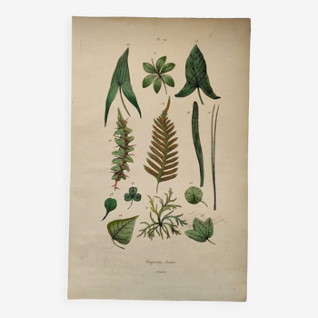 Old engraving from 1838. Shapes of plant leaves. Original zoological and botanical board