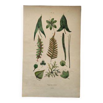 Old engraving from 1838. Shapes of plant leaves. Original zoological and botanical board