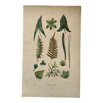 Gravure ancienne de 1838. Formes des feuilles des végétaux. Planche zoologique et botanique original