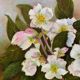 Table HST "Christmas Roses" Flowers Ellébores signed Sylvie Lamboeuf