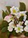 Tableau HST "Christmas Roses" Flowers Hellebores signed Sylvie Lamboeuf