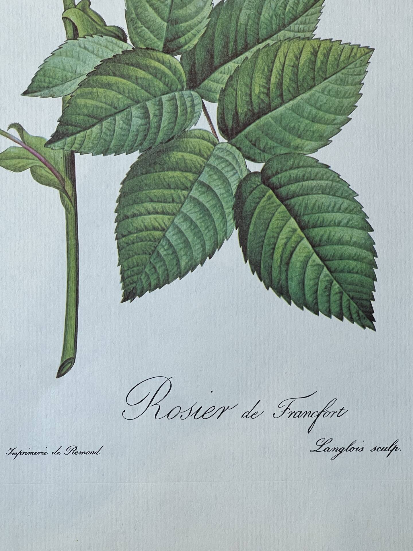 Botanical plate Frankfurt Rose 40.4x29.9cm