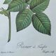 Botanical plate Frankfurt Rose 40.4x29.9cm