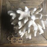Elkhorn Coral