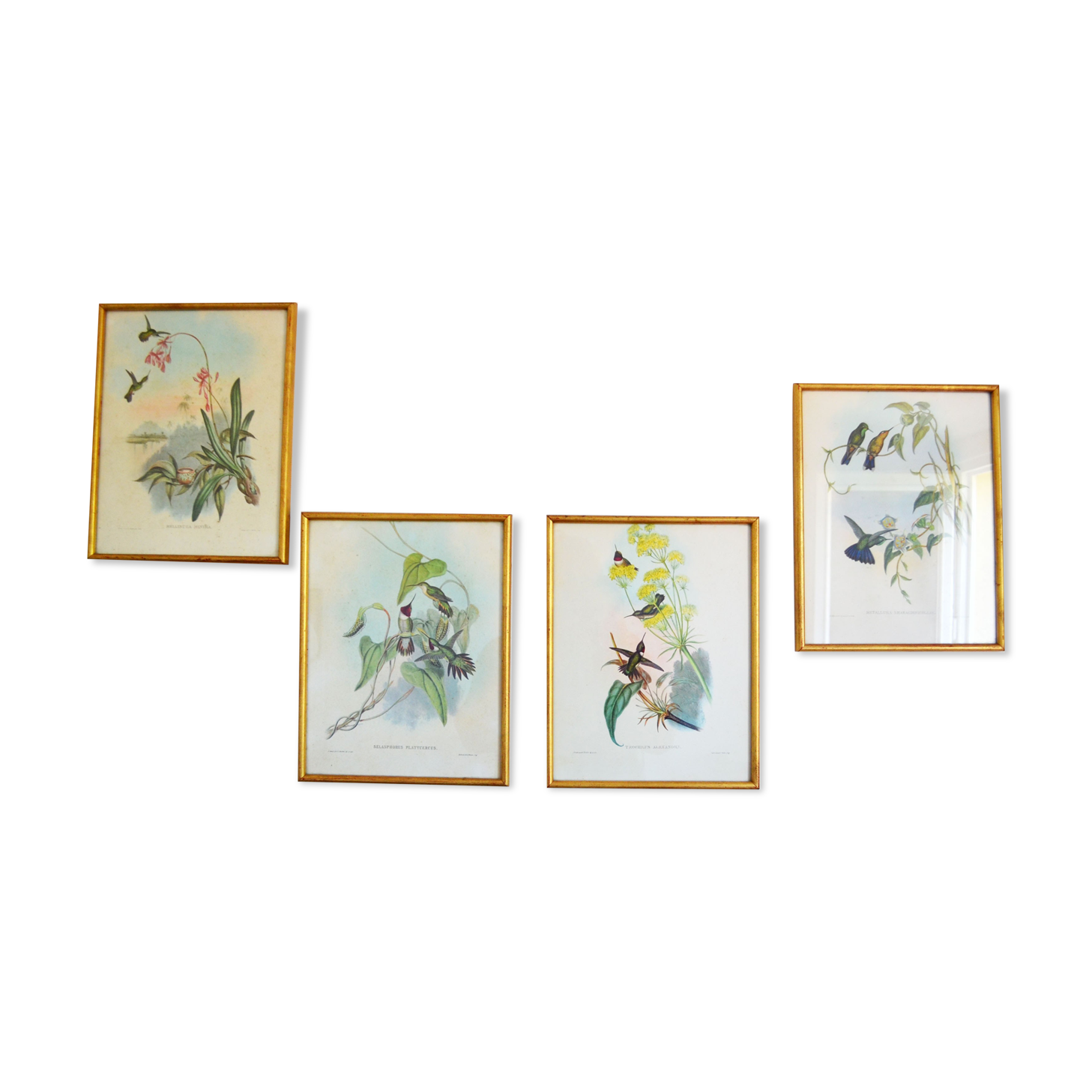Set of 4 framed botanical and ornithological boards