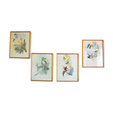 Set of 4 framed botanical and ornithological boards