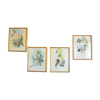 Set of 4 framed botanical and ornithological boards