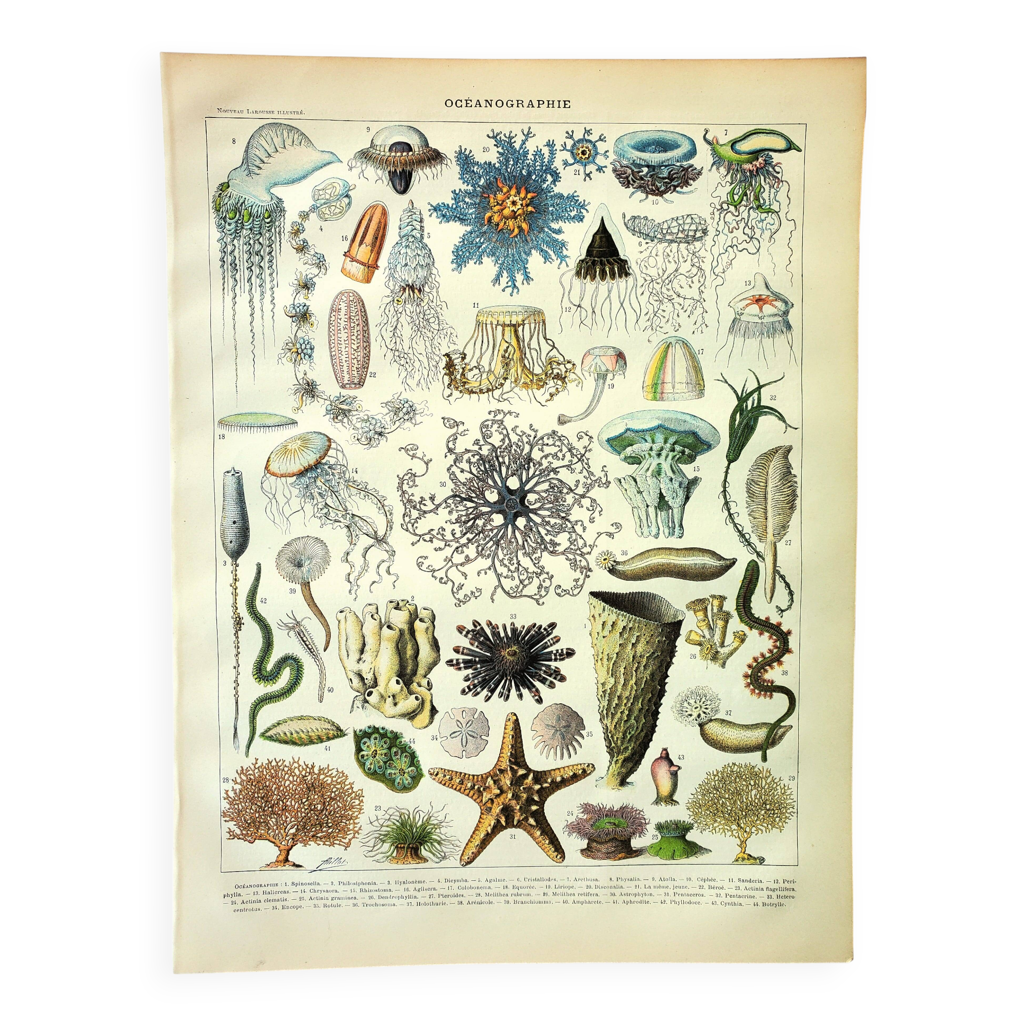 Gravure ancienne 1907 - Océanographie par Millot - planche Animaux marins