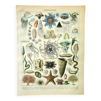 Gravure ancienne 1907 - Océanographie par Millot - planche Animaux marins