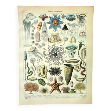 Antique engraving, 1907 - Oceanography by Millot - plate of marine animals