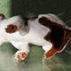 Chien, bouledogue, en terre cuite de Bavent