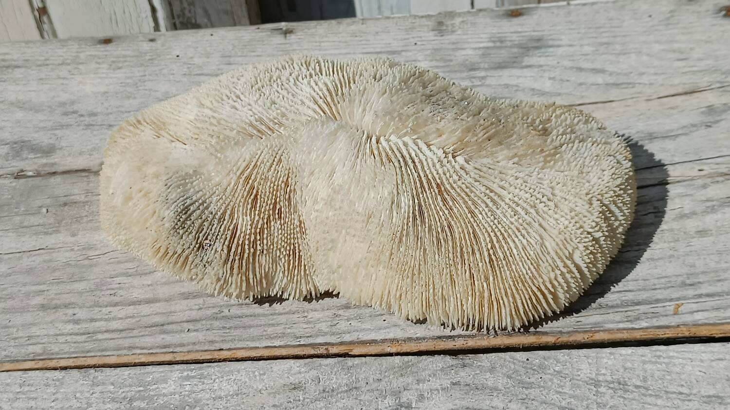 Vintage coral fungia