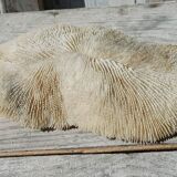 Vintage coral fungia