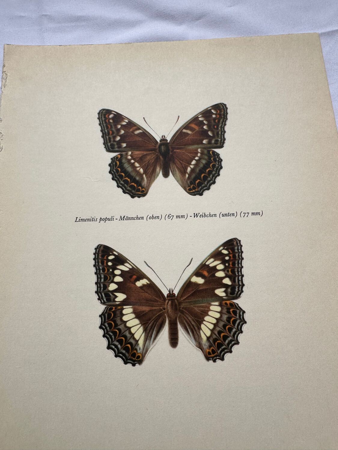 Old butterfly engraving retro botanical print