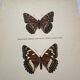 Old butterfly engraving retro botanical print