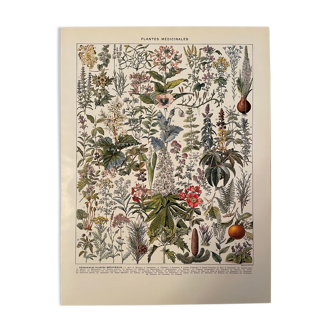 Lithograph engraving on medicinal plants from 1928 (mistletoe)